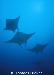 manta alley in Yap, F100 by Thomas Lueken 
